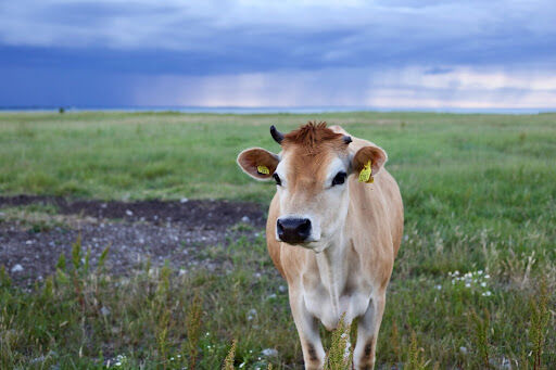 a cow - Selecting Pasture Grass Seeds